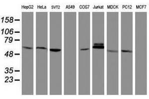 Image no. 8 for anti-Metalloproteinase Inhibitor 2 (TIMP2) antibody (ABIN1501393) (TIMP2 anticorps)