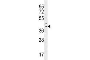 IRF1 antibody western blot analysis in MDA-MB231 lysate.