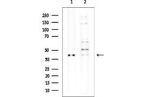 Western blot analysis of lysates from various samples, using OR5AU1 Mouse Monoclonal Antibody at 1/1000 dilution.