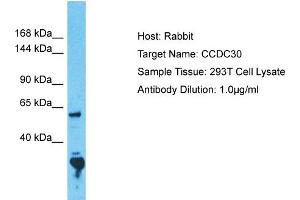 Host: Rabbit Target Name: CCDC30 Sample Tissue: Human 293T Whole Cell Antibody Dilution: 1ug/ml (CCDC30 anticorps  (N-Term))