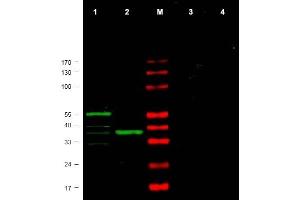 Image no. 1 for anti-Checkpoint Kinase 1 (CHEK1) (AA 312-327) antibody (ABIN401324) (CHEK1 anticorps  (AA 312-327))