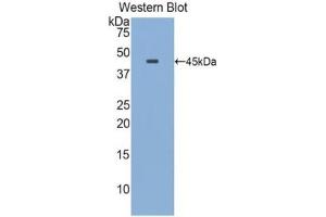 Detection of Recombinant APOE, Rat using Polyclonal Antibody to Apolipoprotein E (APOE)