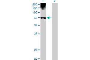 Western Blot analysis of PGM1 expression in transfected 293T cell line by PGM1 MaxPab polyclonal antibody. (Phosphoglucomutase 1 anticorps  (AA 1-562))