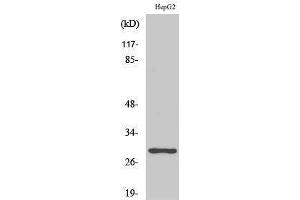 Western Blotting (WB) image for anti-Pituitary Tumor-Transforming 1/2/3 (PTTG1/2/3) (Internal Region) antibody (ABIN3177048) (PTTG1/2/3 anticorps  (Internal Region))
