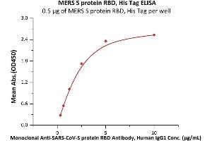 Immobilized MERS S protein RBD, His Tag (ABIN6973153) at 5 μg/mL (100 μL/well) can bind Monoclonal A-CoV-S protein RBD Antibody, Human IgG1 with a linear range of 0. (MERS-Coronavirus Spike Protein (RBD) (His tag))