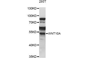 Western blot analysis of extracts of 293T cells, using WNT10A antibody (ABIN6292348) at 1:1000 dilution. (WNT10A anticorps)