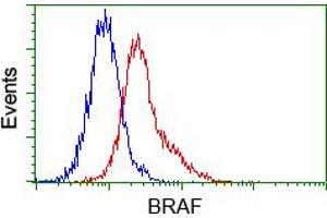 Image no. 2 for anti-B-Raf proto-oncogene, serine/threonine kinase (BRAF) antibody (ABIN1496953) (BRAF anticorps)