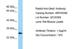 Western Blotting (WB) image for anti-Ubiquitin Domain Containing 1 (UBTD1) (C-Term) antibody (ABIN2788051) (UBTD1 anticorps  (C-Term))