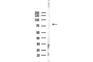 anti-Low Density Lipoprotein Receptor-Related Protein 3 (LRP3) (C-Term) antibody