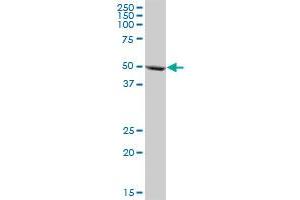 CYP3A5 MaxPab polyclonal antibody.