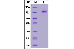 Leucine Rich Repeat Containing 15 (LRRC15) (AA 22-538) protein (His tag,AVI tag,Biotin)