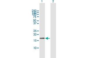Western Blot analysis of EIF5A2 expression in transfected 293T cell line by EIF5A2 MaxPab polyclonal antibody. (EIF5A2 anticorps  (AA 1-153))
