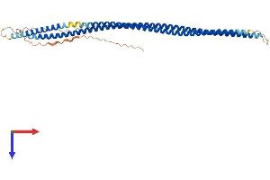 AlphaFold protein structure predicition of Human Recombinant KRT33B Protein, UniprotID Q14525
