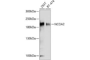 Western blot analysis of extracts of various cell lines, using NCO antibody (ABIN6129656, ABIN6144413, ABIN6144414 and ABIN7101354) at 1:1000 dilution. (NCOA2 anticorps  (AA 550-820))
