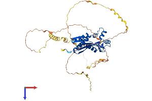 AlphaFold protein structure predicition of Mouse Recombinant Prrc1 Protein, UniprotID Q3UPH1