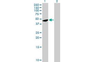 Western Blot analysis of FAM110B expression in transfected 293T cell line by FAM110B MaxPab polyclonal antibody. (FAM110B anticorps  (AA 1-370))