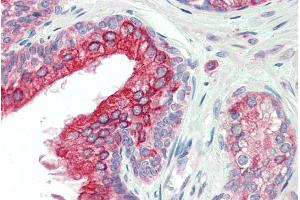ABIN302177 (5µg/ml) staining of paraffin embedded Human Prostate.