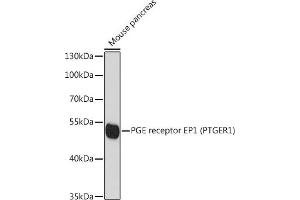 Western blot analysis of extracts of mouse pancreas, using PGE receptor EP1 (PGE receptor EP1 (PTGER1)) antibody (ABIN6134823, ABIN6146399, ABIN6146401 and ABIN6215919) at 1:1000 dilution. (PTGER1 anticorps  (AA 300-400))