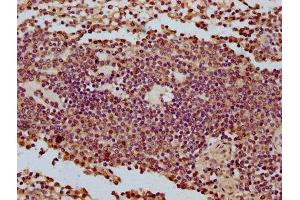 IHC image of ABIN7149130 diluted at 1:500 and staining in paraffin-embedded human spleen tissue performed on a Leica BondTM system. (CCDC56 anticorps  (AA 2-57))
