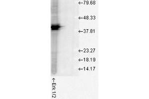 Western blot analysis of Human Cell line lysates showing detection of ERK1 protein using Rabbit Anti-ERK1 Polyclonal Antibody .