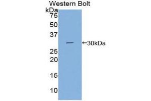 Western Blotting (WB) image for anti-DAG Kinase gamma (AA 287-524) antibody (ABIN1858631) (DGKG anticorps  (AA 287-524))