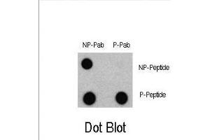 Dot blot analysis of Phospho-LC3 (G8a) - S12 Antibody 3301a and Nonphospho-LC3 (G8a) Antibody on nitrocellulose membrane. (LC3C anticorps  (pSer12))