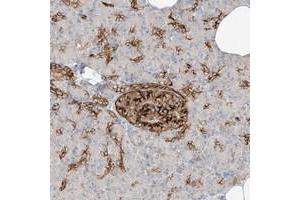 Immunohistochemical staining of human pancreas with FSTL1 polyclonal antibody  shows strong cytoplasmic positivity in islet cells at 1:50-1:200 dilution. (FSTL1 anticorps)