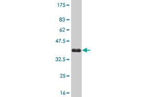 Western Blot detection against Immunogen (36. (MAK anticorps  (AA 358-457))