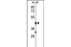 Western blot analysis of TNFRSF10D Antibody (Center) (ABIN653479 and ABIN2842899) in HL-60 cell line lysates (35 μg/lane). (DcR2 anticorps  (AA 252-278))