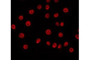 ABIN6266657 staining COS7 by IF/ICC.