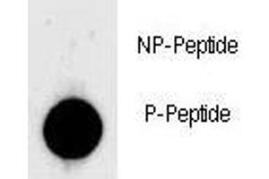 Dot blot analysis of phospho-LIN28 antibody. (LIN28A anticorps  (pSer134))