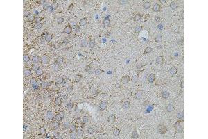 Immunohistochemistry of paraffin-embedded Mouse brain using MMP10 Polyclonal Antibody at dilution of 1:100 (40x lens). (MMP10 anticorps)