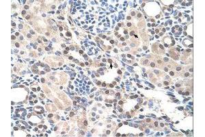 Image no. 1 for anti-RAR-Related Orphan Receptor A (RORA) (AA 239-288) antibody (ABIN205084)