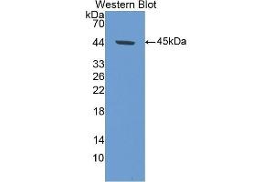 Western Blotting (WB) image for anti-Glutamine Synthetase (GLN1) (AA 1-373) antibody (ABIN1078071)