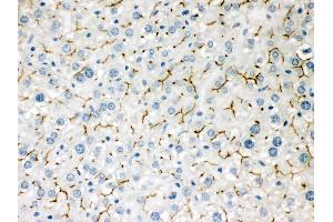 Anti- ABCB11 Picoband antibody, IHC(P) IHC(P): Mouse Liver Tissue