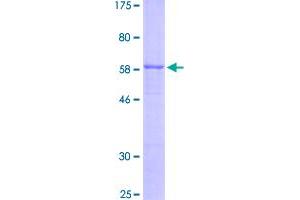 Inhibin, alpha (INHA) (AA 1-366) protein (GST tag)