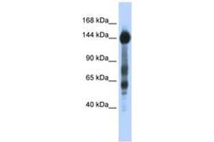 Image no. 1 for anti-Sterol Regulatory Element Binding Transcription Factor 1 (SREBF1) (AA 35-84) antibody (ABIN6742767)