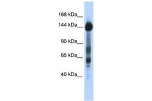 Image no. 1 for anti-Sterol Regulatory Element Binding Transcription Factor 1 (SREBF1) (AA 35-84) antibody (ABIN6742767) (SREBF1 anticorps  (AA 35-84))
