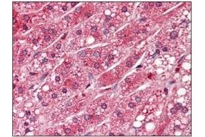 Immunohistochemistry (IHC) image for anti-Protein Phosphatase 1, Catalytic Subunit, alpha Isoform (PPP1CA) (AA 30-299) antibody (ABIN238369) (PPP1CA anticorps  (AA 30-299))