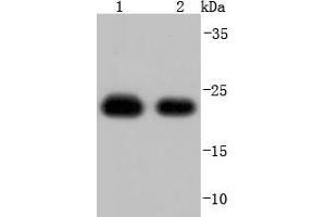 Lane 1: Hela, Lane 2: A431 lysate probed with Peroxiredoxin 1 (7A1) Monoclonal Antibody, Unconjugated  at 1:1000 overnight at 4˚C. (Peroxiredoxin 1 anticorps)
