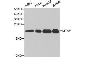 Western Blotting (WB) image for anti-Lipopolysaccharide-Induced Tumor Necrosis Factor-alpha Factor (LITAF) antibody (ABIN1876657) (LITAF anticorps)