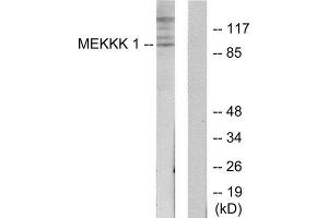 Western Blotting (WB) image for anti-Mitogen-Activated Protein Kinase Kinase Kinase Kinase 1 (MAP4K1) (Internal Region) antibody (ABIN1849863) (MAP4K1 anticorps  (Internal Region))