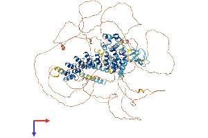 AlphaFold protein structure predicition of Mouse Recombinant Caskin2 Protein, UniprotID Q8VHK1