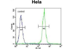 BTC Antibody (N-term) flow cytometric analysis of Hela cells (right histogram) compared to a negative control cell (left histogram). (Betacellulin anticorps  (N-Term))