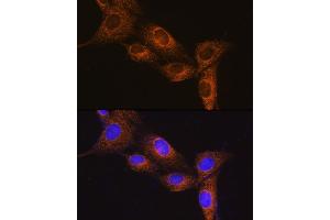 Immunofluorescence analysis of NIH/3T3 cells using NPB Rabbit pAb (ABIN7268885) at dilution of 1:100. (Neuropeptide B anticorps  (AA 1-125))