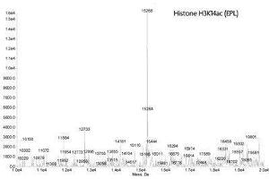 Mass Spectrometry (MS) image for Histone H3 (H3) (H3K14ac) protein (ABIN2669542)