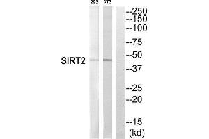 Western Blotting (WB) image for anti-Sirtuin 2 (SIRT2) (C-Term) antibody (ABIN1852673) (SIRT2 anticorps  (C-Term))