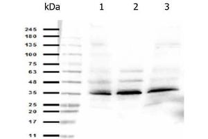 Western Blot of Rabbit anti-ORAI-1 antibody.