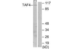 Western blot analysis of extracts from NIH-3T3 cells, using TAF4 antibody. (TAF4 anticorps  (C-Term))