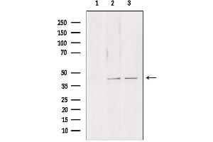Western blot analysis of extracts from various samples, using NDE1 antibody.
